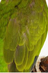 Amazon white-fronted - Amazona albifrons